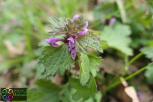 lamium hybridum (1)